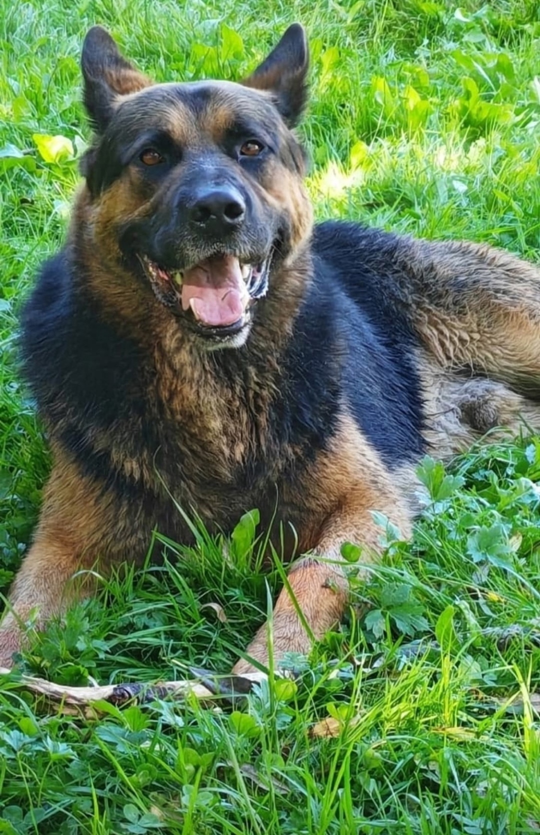 Пропала собака в Гатчине — фото объявления