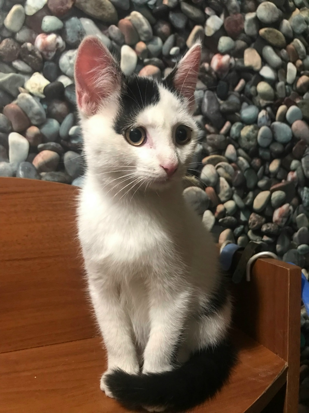 Пропала кошка в Гатчине — фото объявления