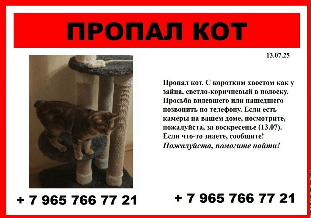 Пропала кошка в Гатчине — фото объявления