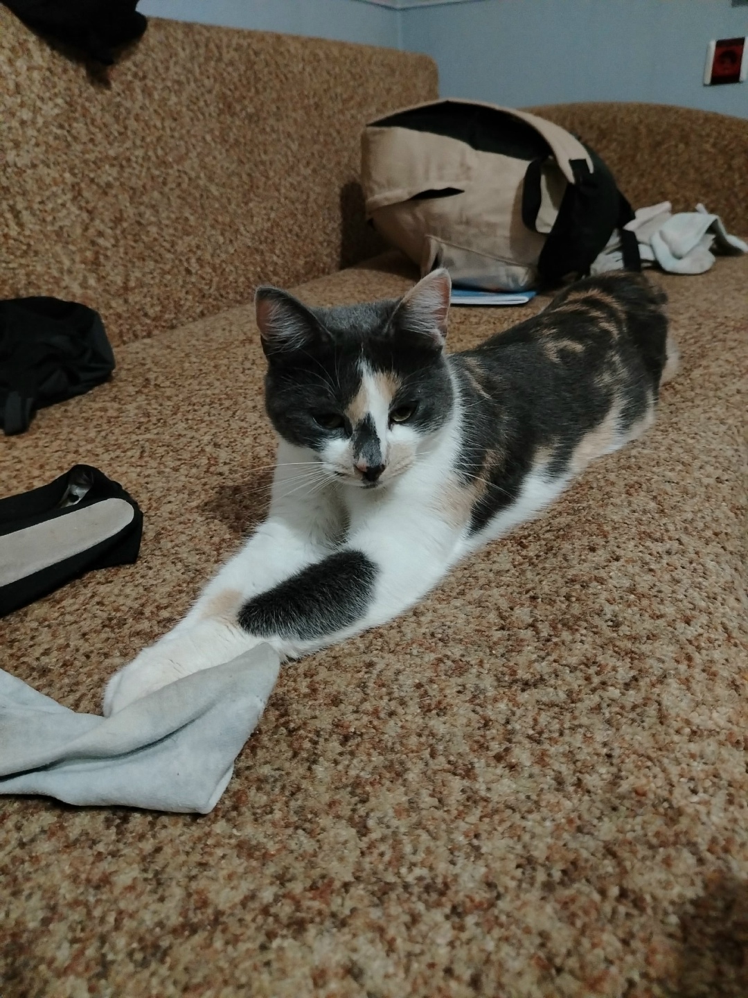 Пропала кошка в Гатчине — фото объявления