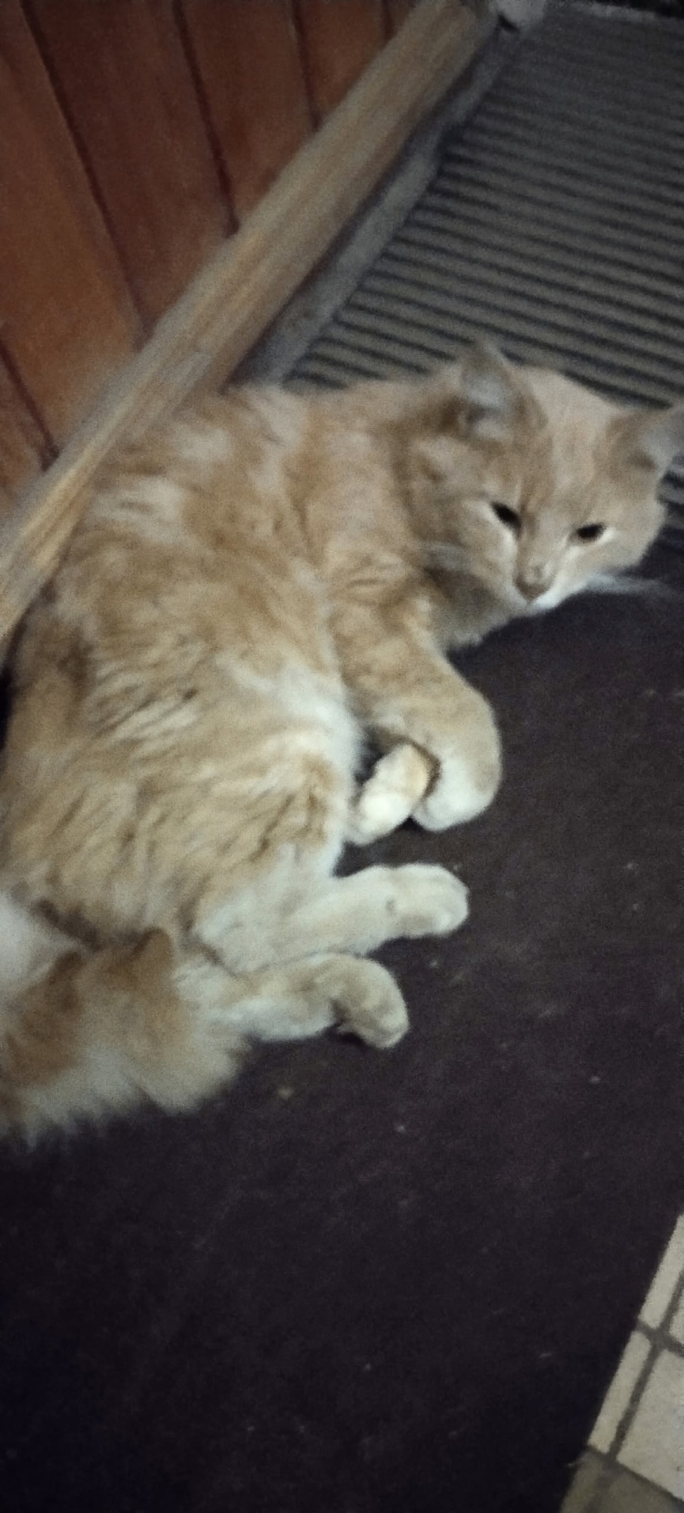 Найдена кошка в Гатчине — фото объявления