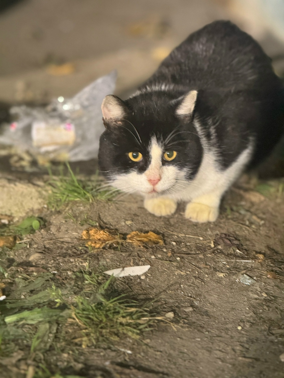 Пропала кошка в Гатчине — фото объявления