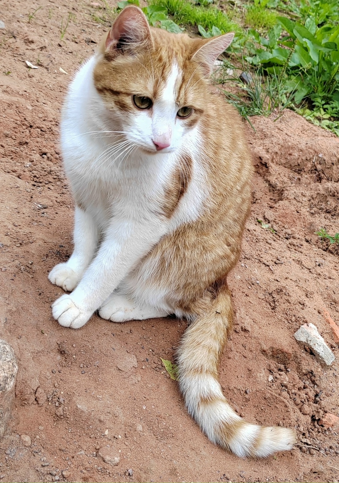 Пропала кошка в Гатчине — фото объявления
