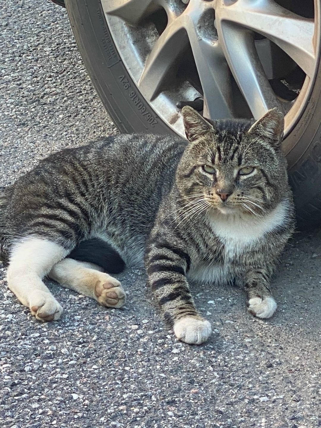 Найдена кошка в Гатчине — фото объявления