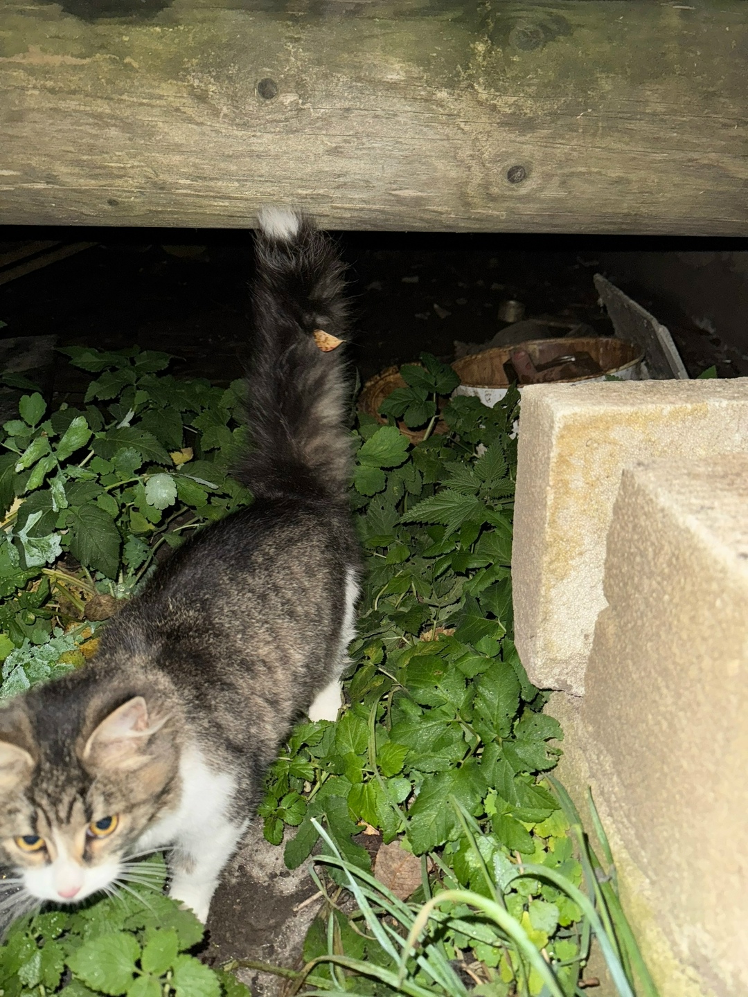 Найдена кошка в Гатчине — фото объявления