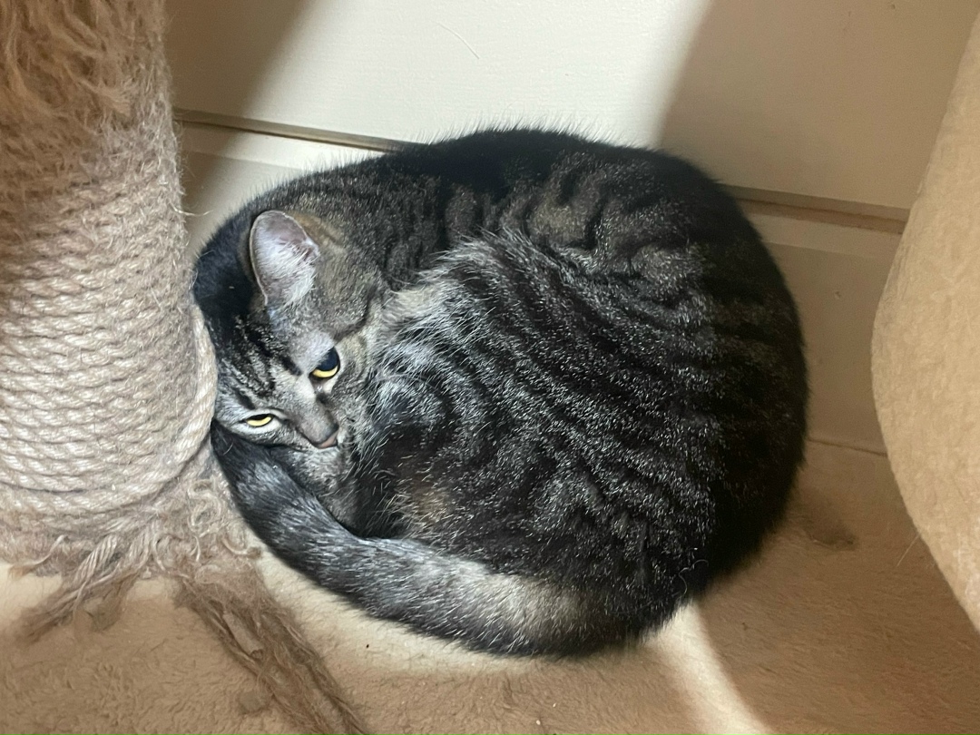 Пропала кошка в Гатчине — фото объявления