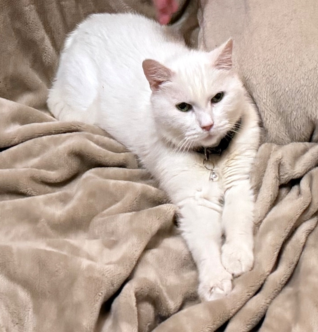 Найдена собака в Гатчине — фото объявления