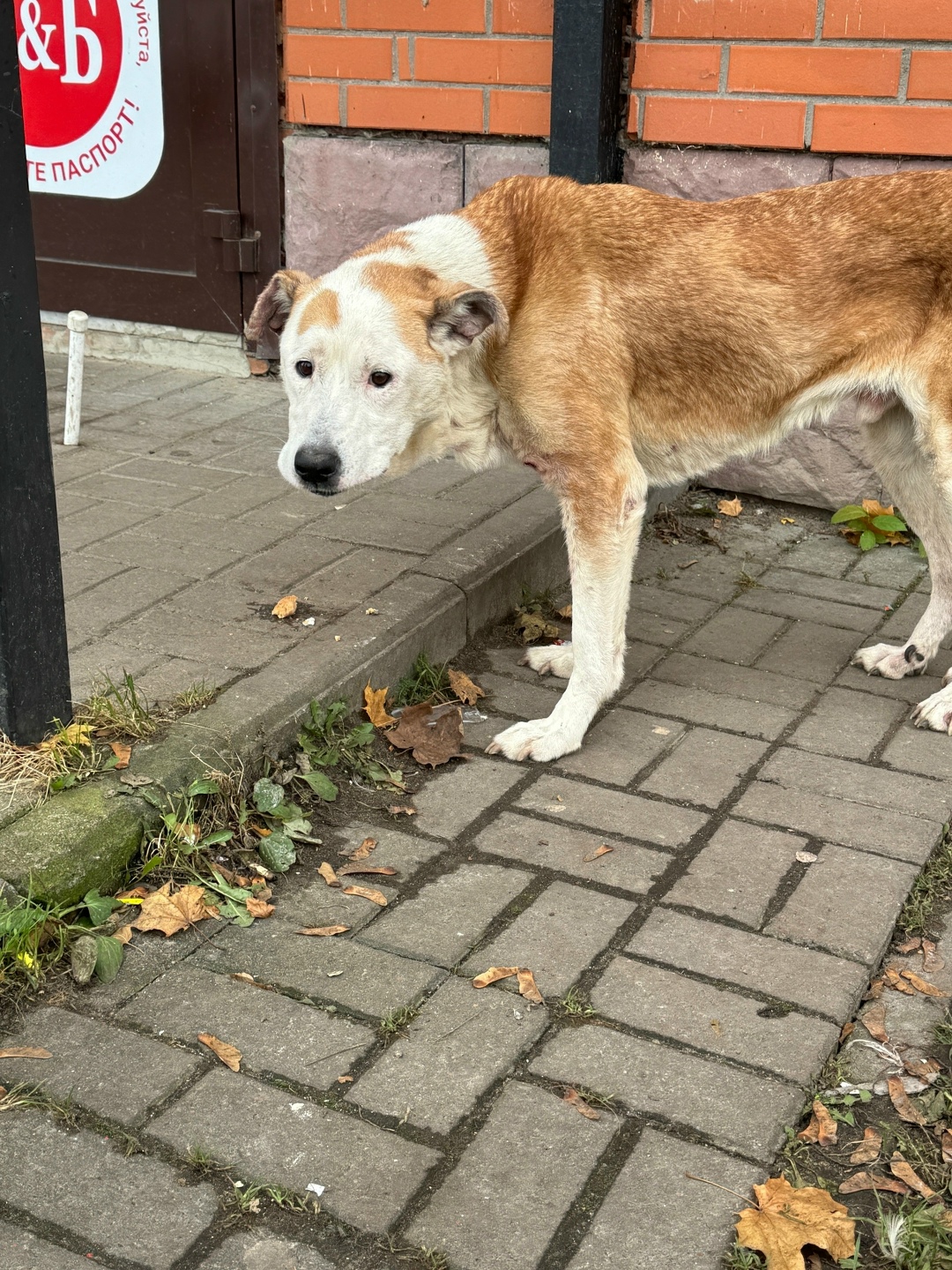 Пропала собака в Гатчине — фото объявления