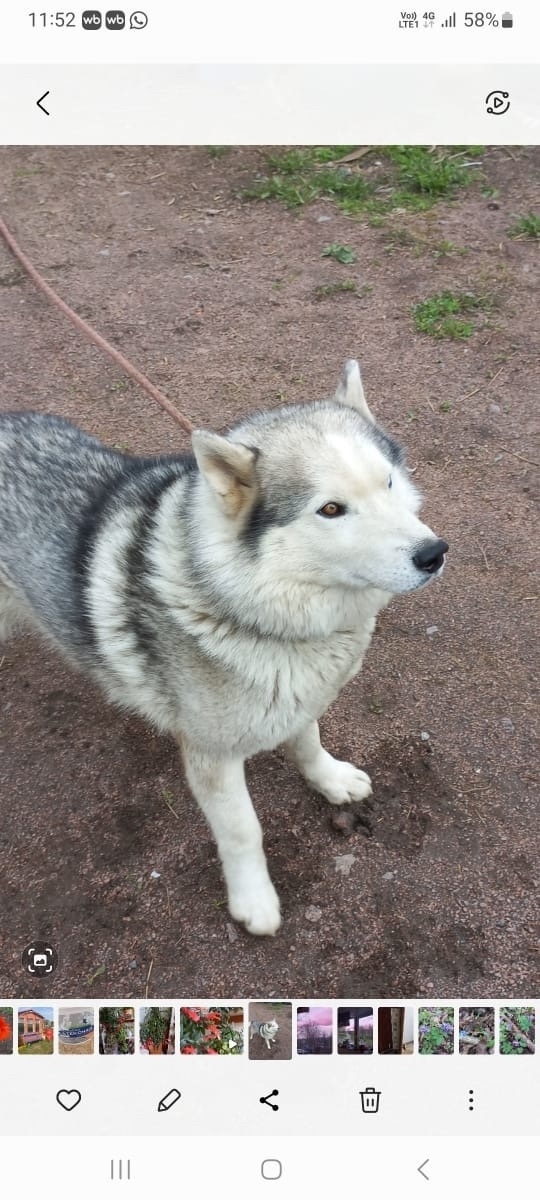 Пропала собака в Гатчине — фото объявления