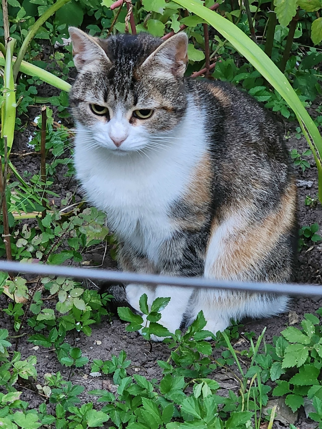 Пропала кошка в Гатчине — фото объявления