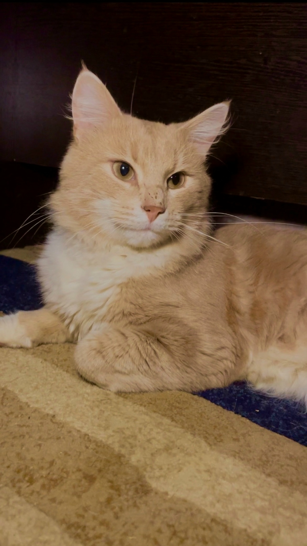 Найдена кошка в Гатчине — фото объявления