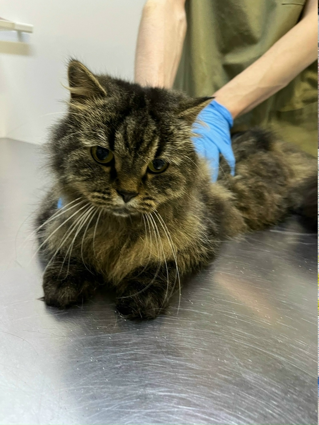 Найдена кошка в Гатчине — фото объявления