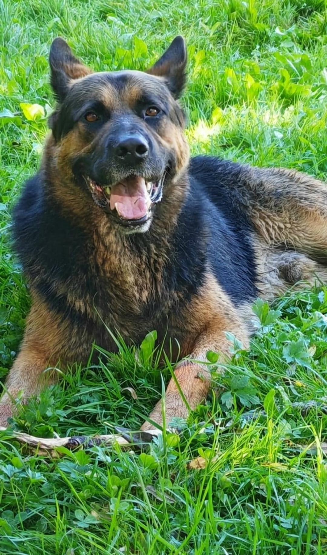 Пропала собака в Гатчине — фото объявления