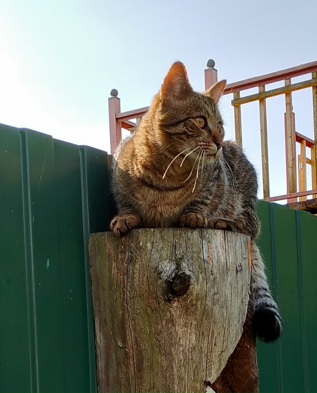 Пропала кошка в Гатчине — фото объявления