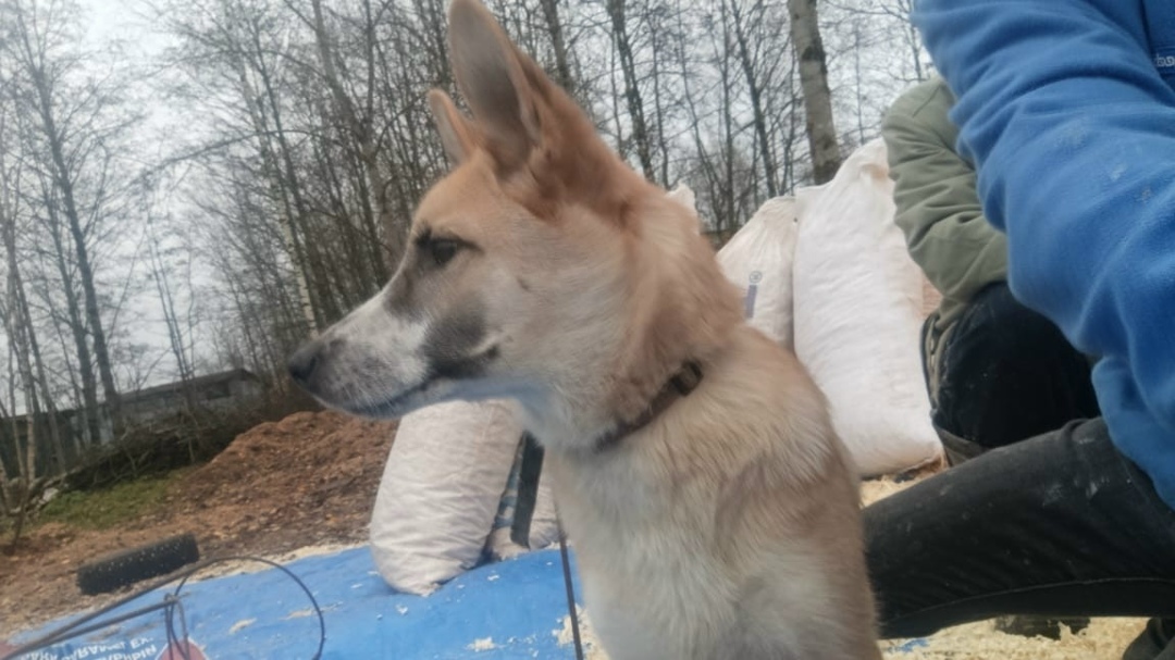 Пропала собака в Гатчине — фото объявления