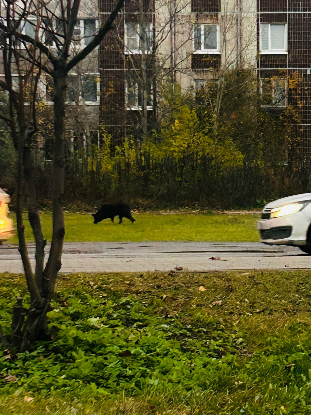 Пропала собака в Гатчине — фото объявления