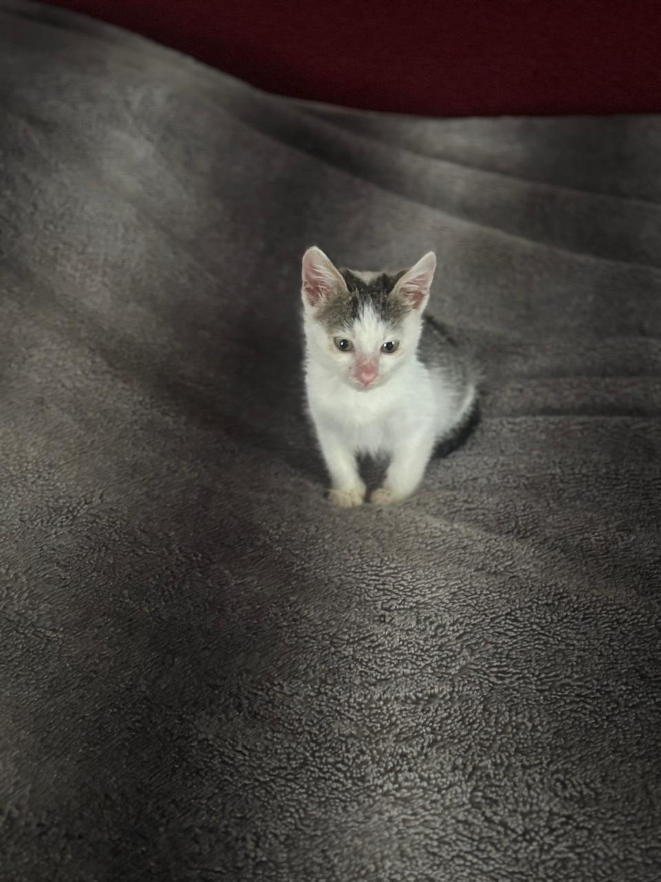 Найдена кошка в Гатчине — фото объявления