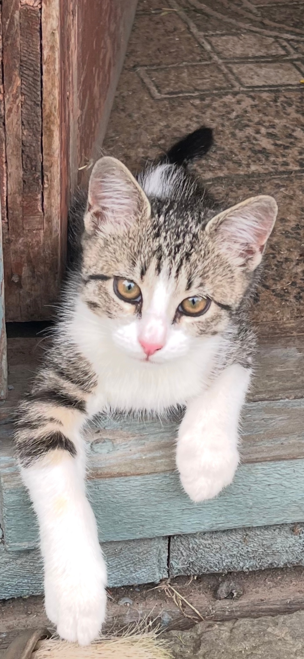 Пропала кошка в Гатчине — фото объявления