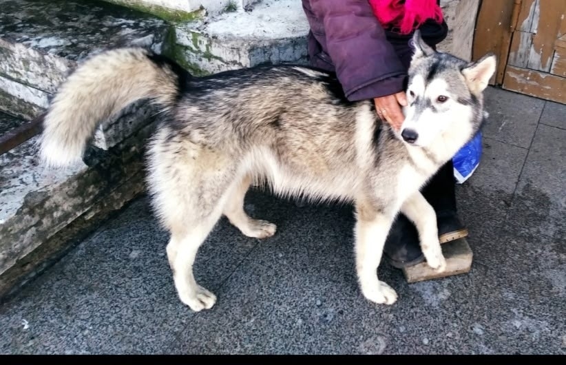 Пропала собака в Гатчине — фото объявления