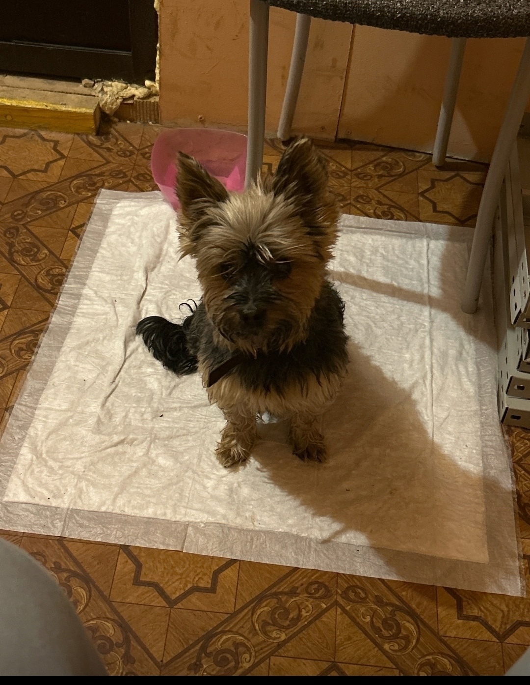 Найдена собака в Гатчине — фото объявления