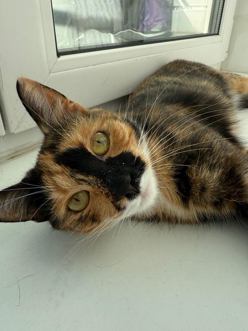 Пропала кошка в Гатчине — фото объявления