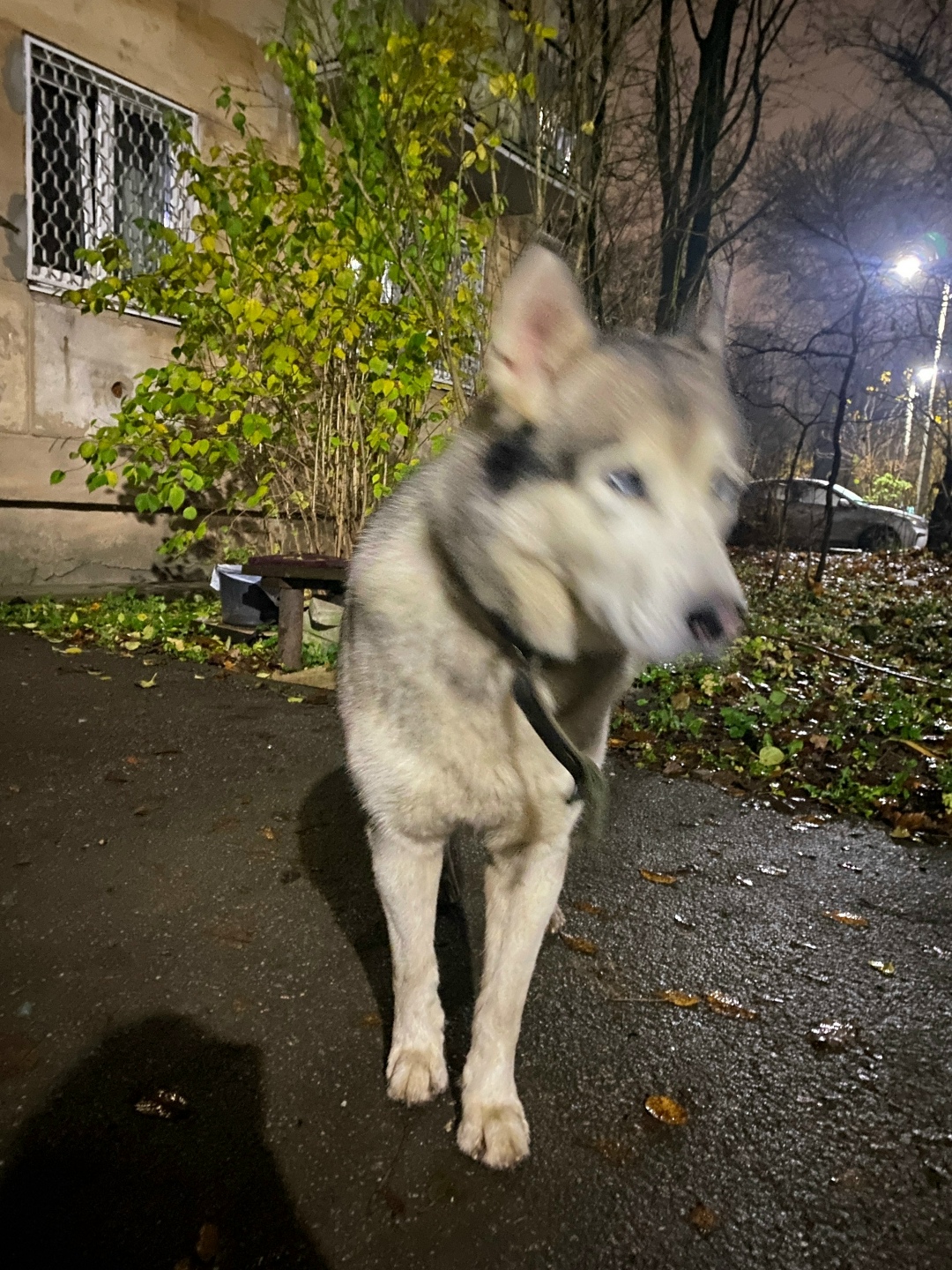Пропала собака в Гатчине — фото объявления