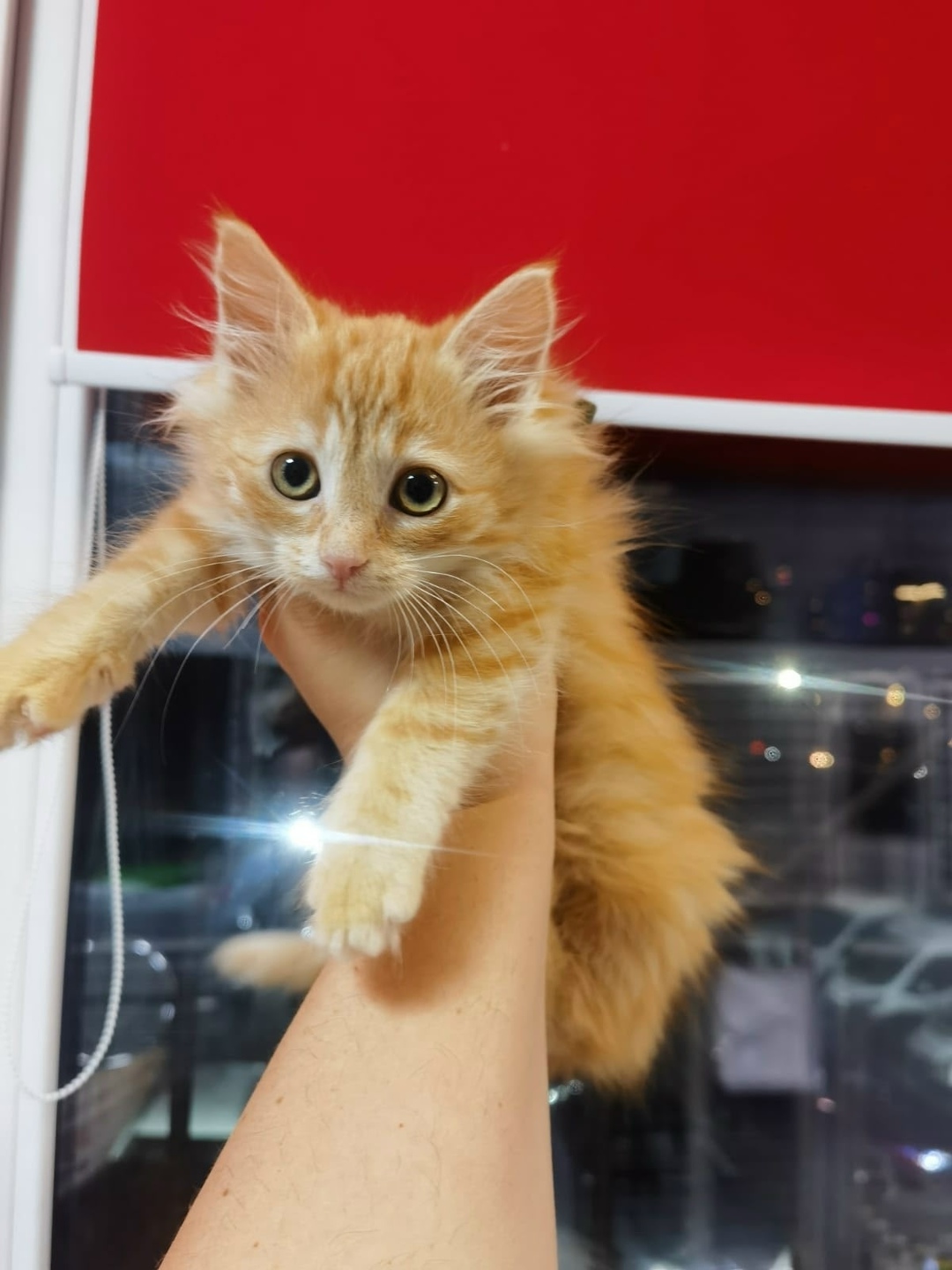 Найдена кошка в Гатчине — фото объявления