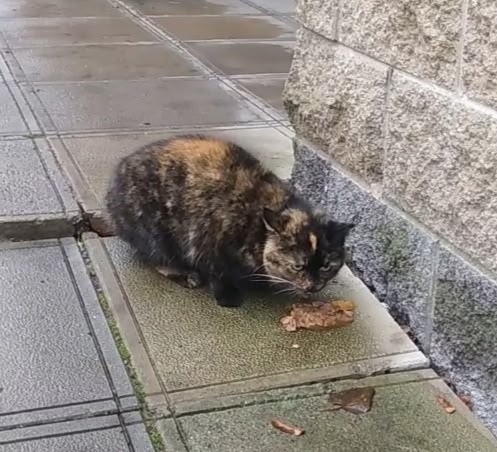 Пропала кошка в Гатчине — фото объявления