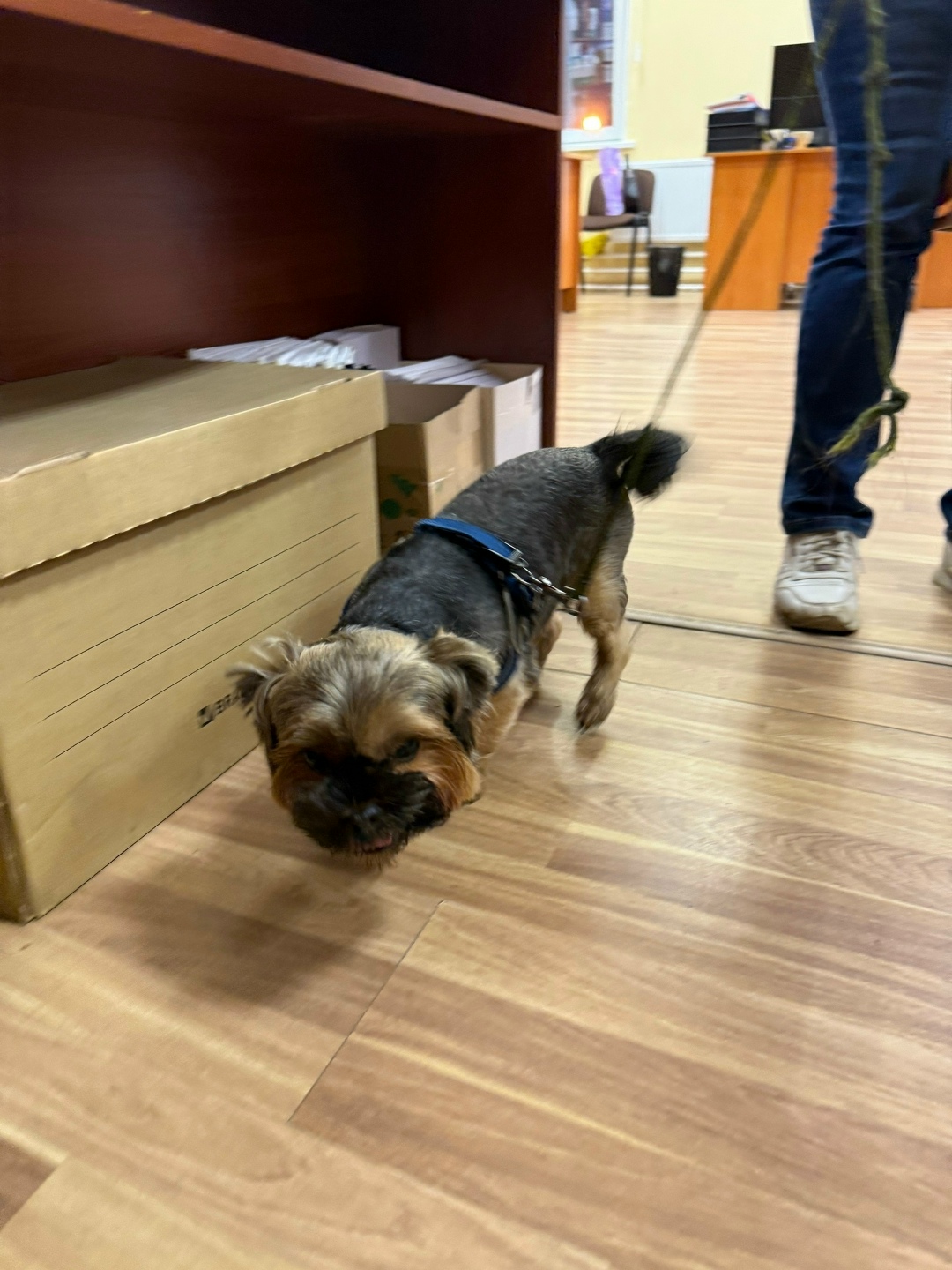 Найдена собака в Гатчине — фото объявления