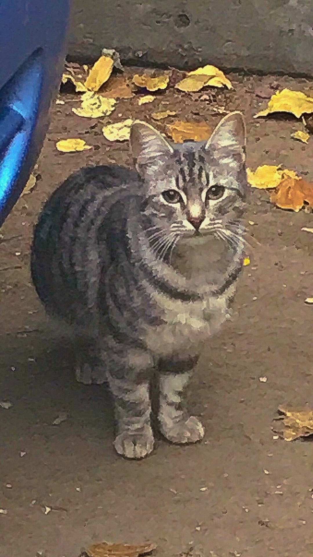 Найдена кошка в Гатчине — фото объявления