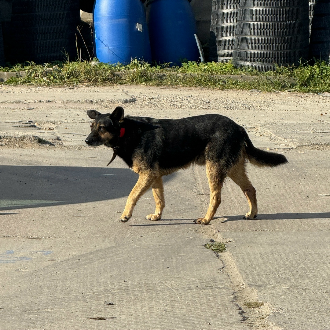 Пропала собака в Гатчине — фото объявления