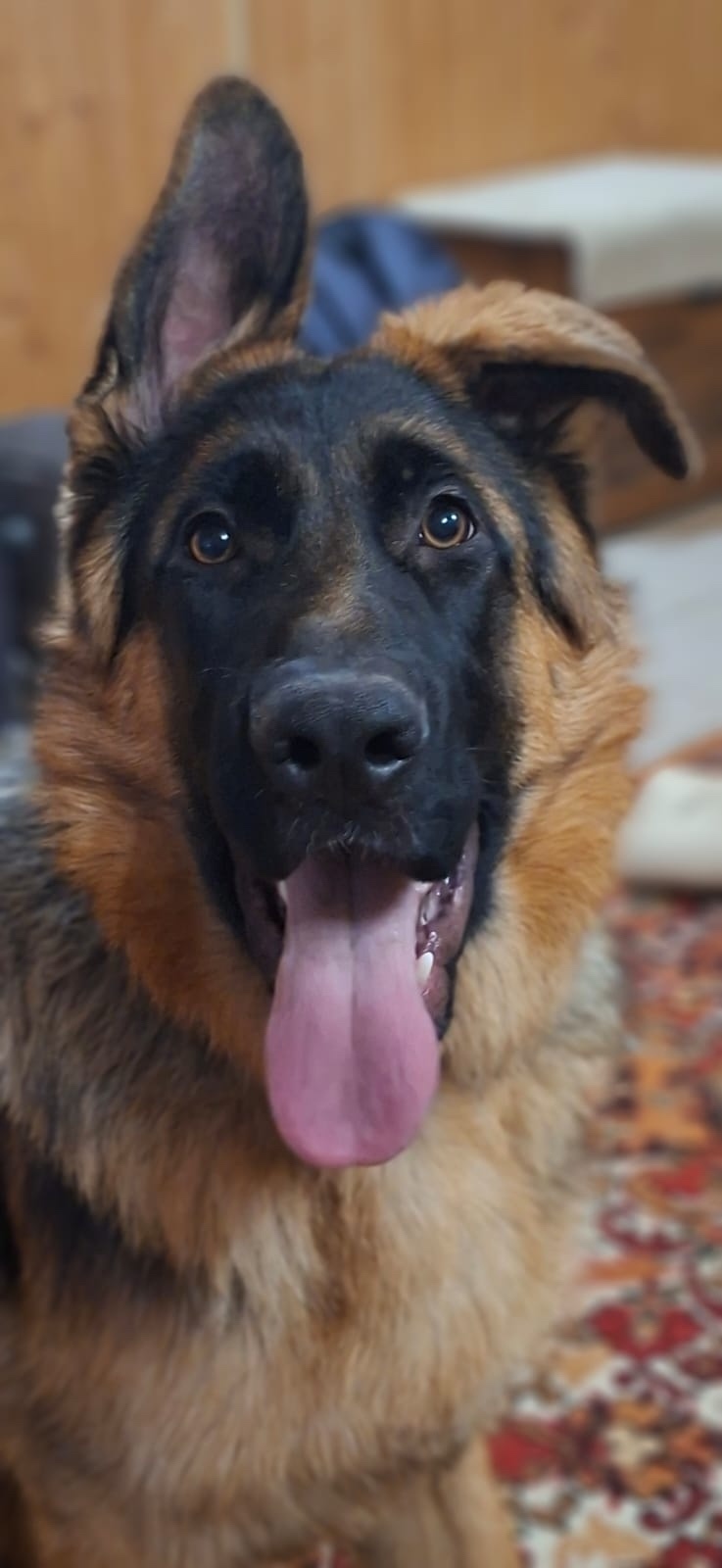 Пропала собака в Гатчине — фото объявления