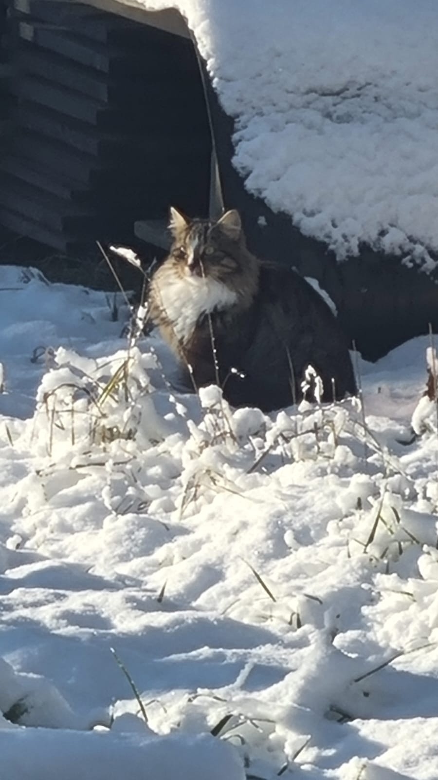 Найдена кошка в Гатчине — фото объявления