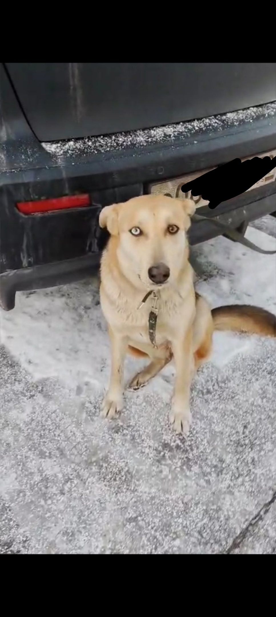 Найдена собака в Гатчине — фото объявления