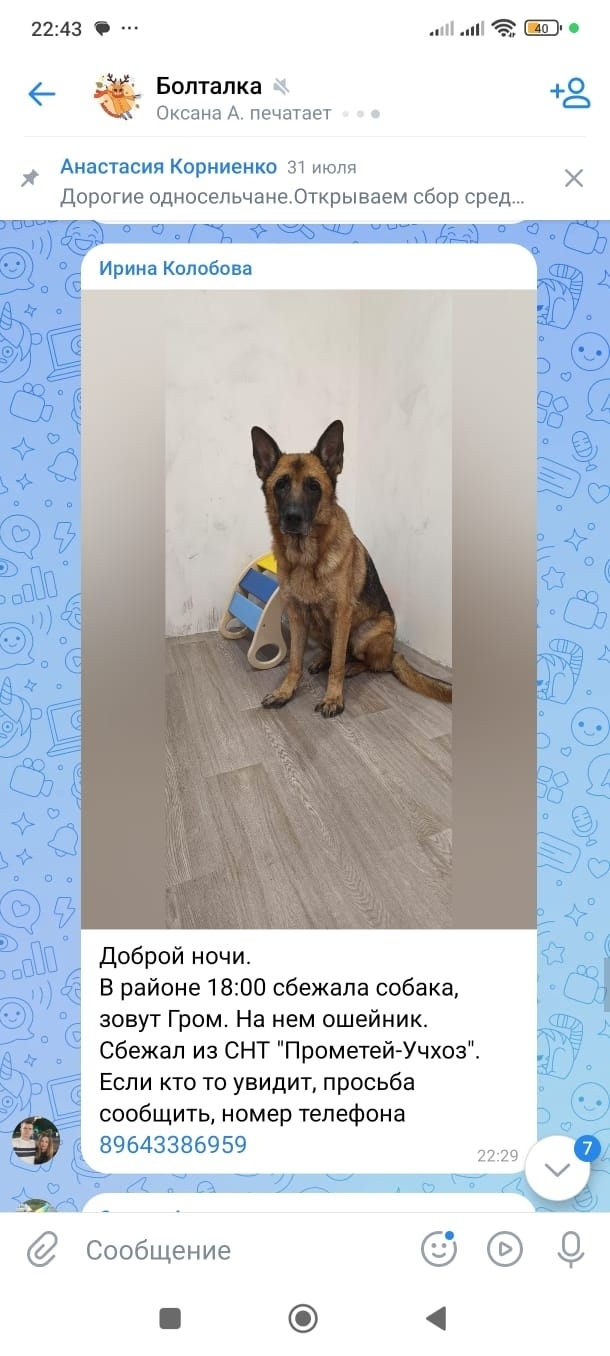 Пропала собака в Гатчине — фото объявления