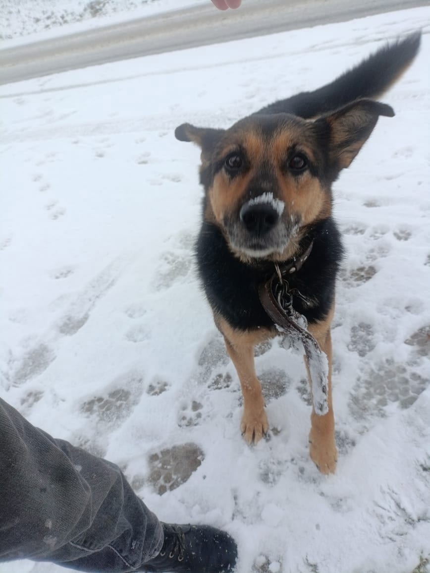 Пропала собака в Гатчине — фото объявления