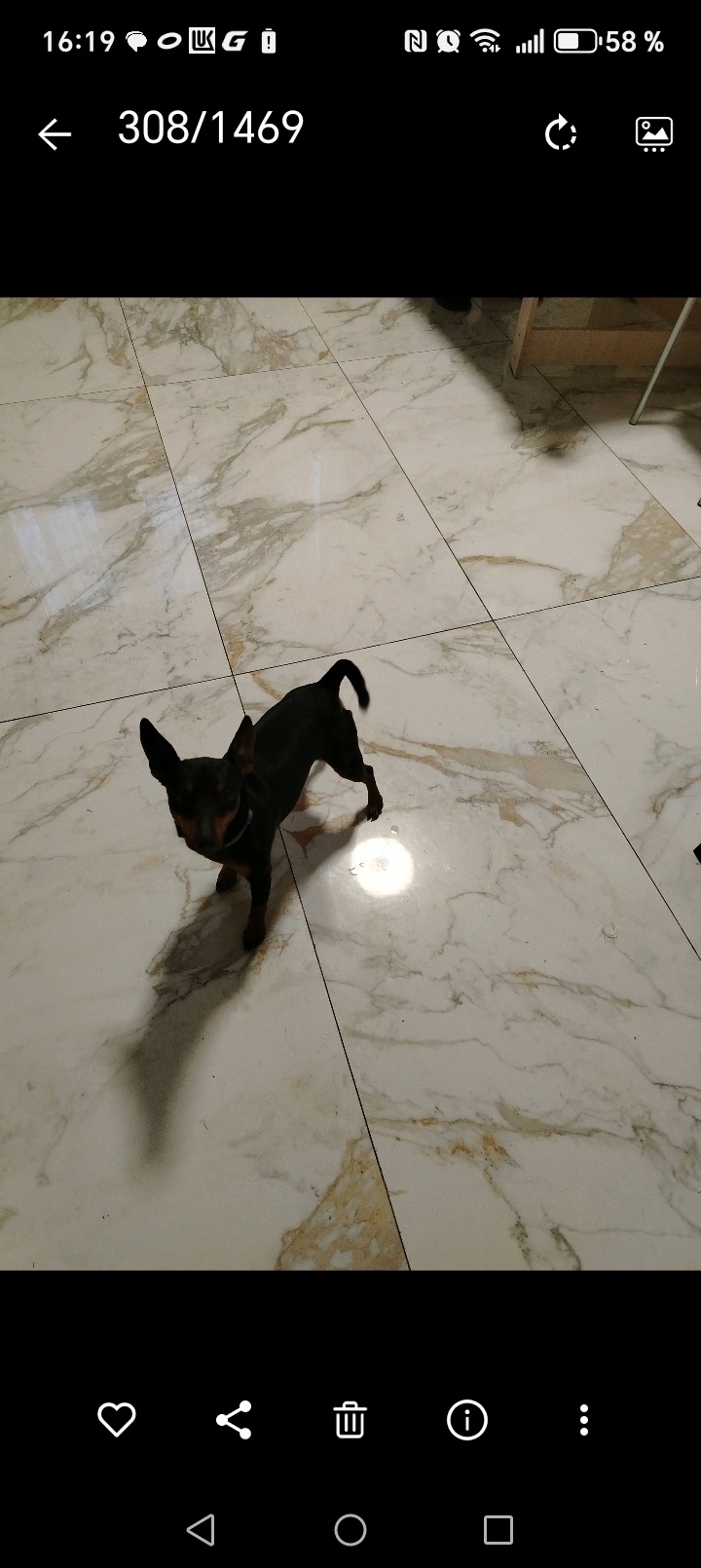 Пропала собака в Гатчине — фото объявления