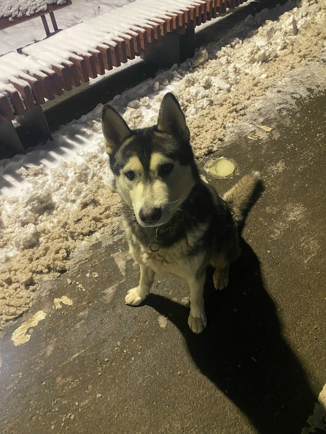 Найдена собака в Гатчине — фото объявления