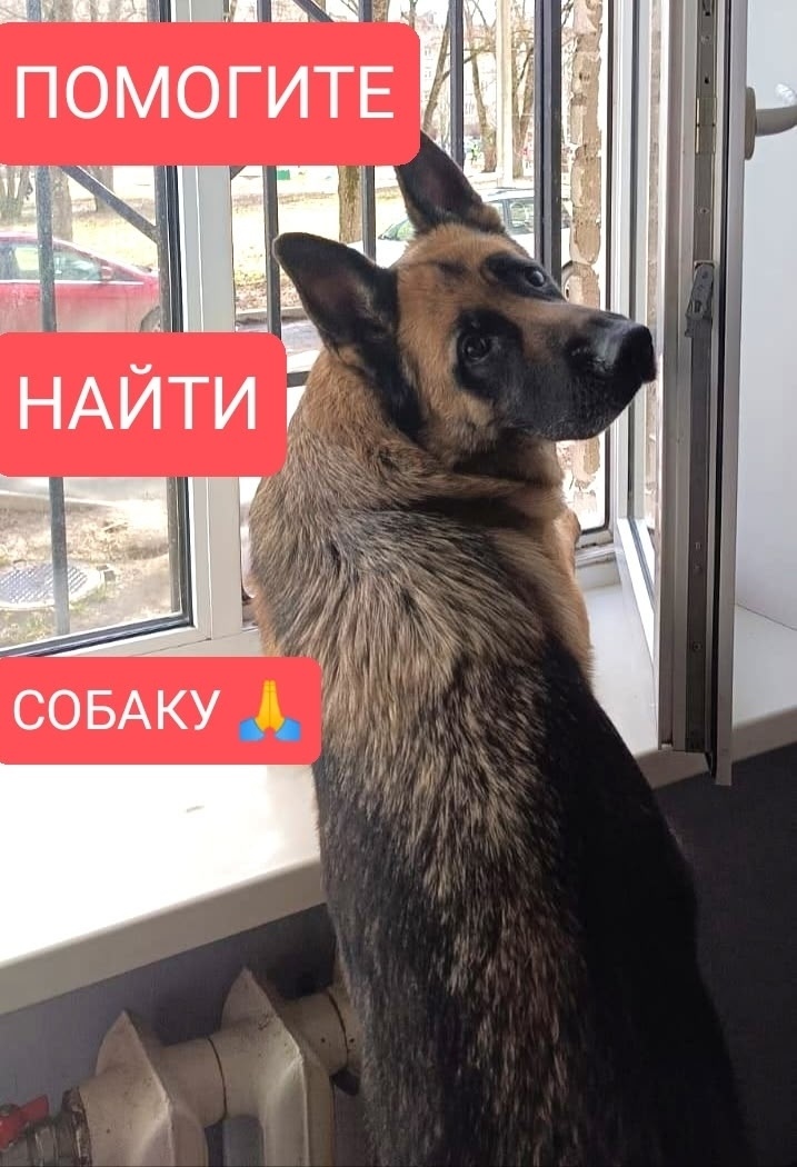 Пропала собака в Гатчине — фото объявления