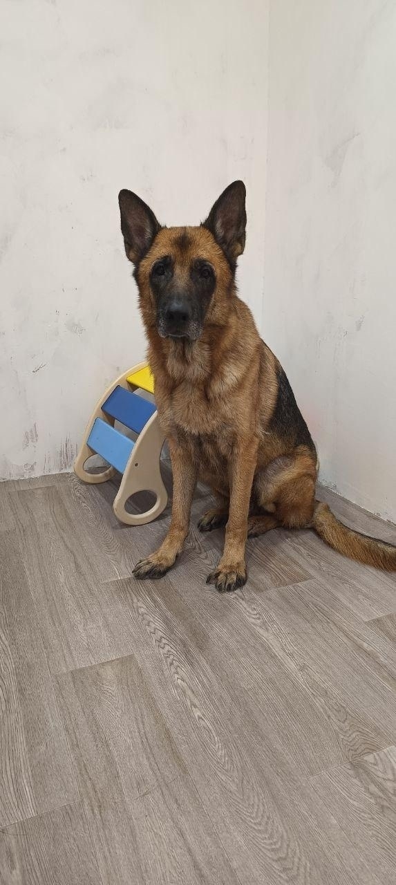 Пропала собака в Гатчине — фото объявления