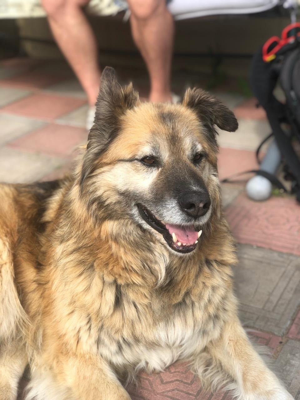 Пропала собака в Гатчине — фото объявления