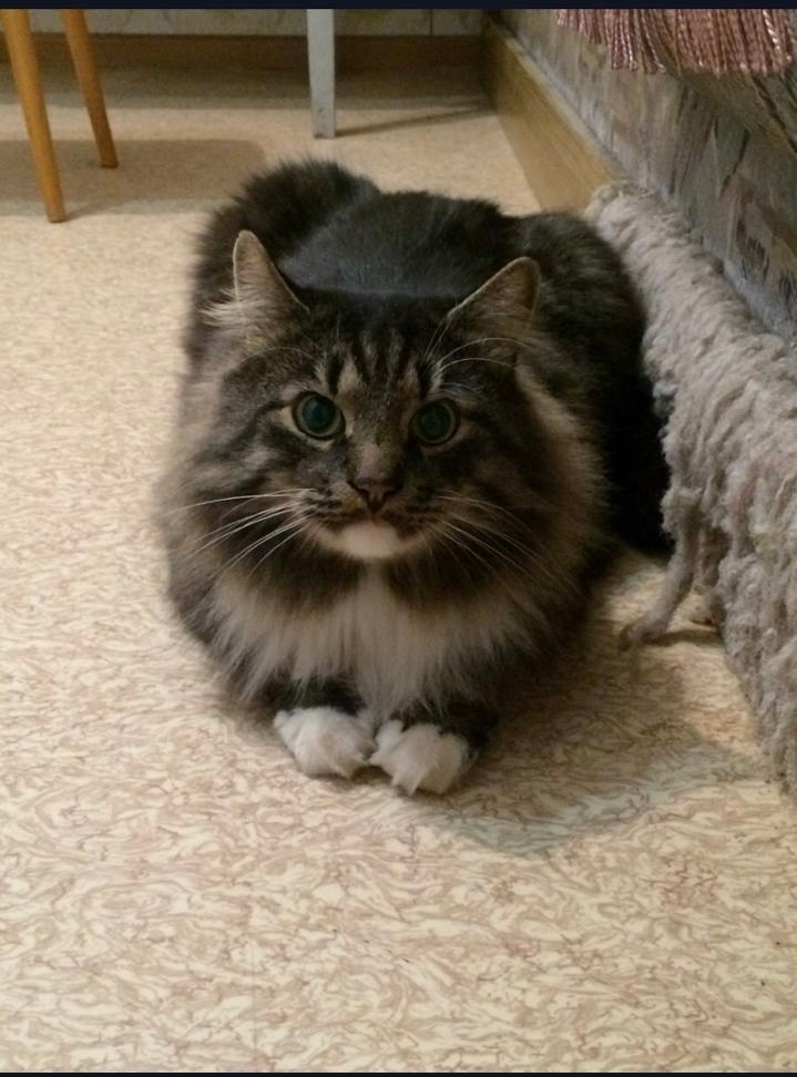 Пропала кошка в Гатчине — фото объявления