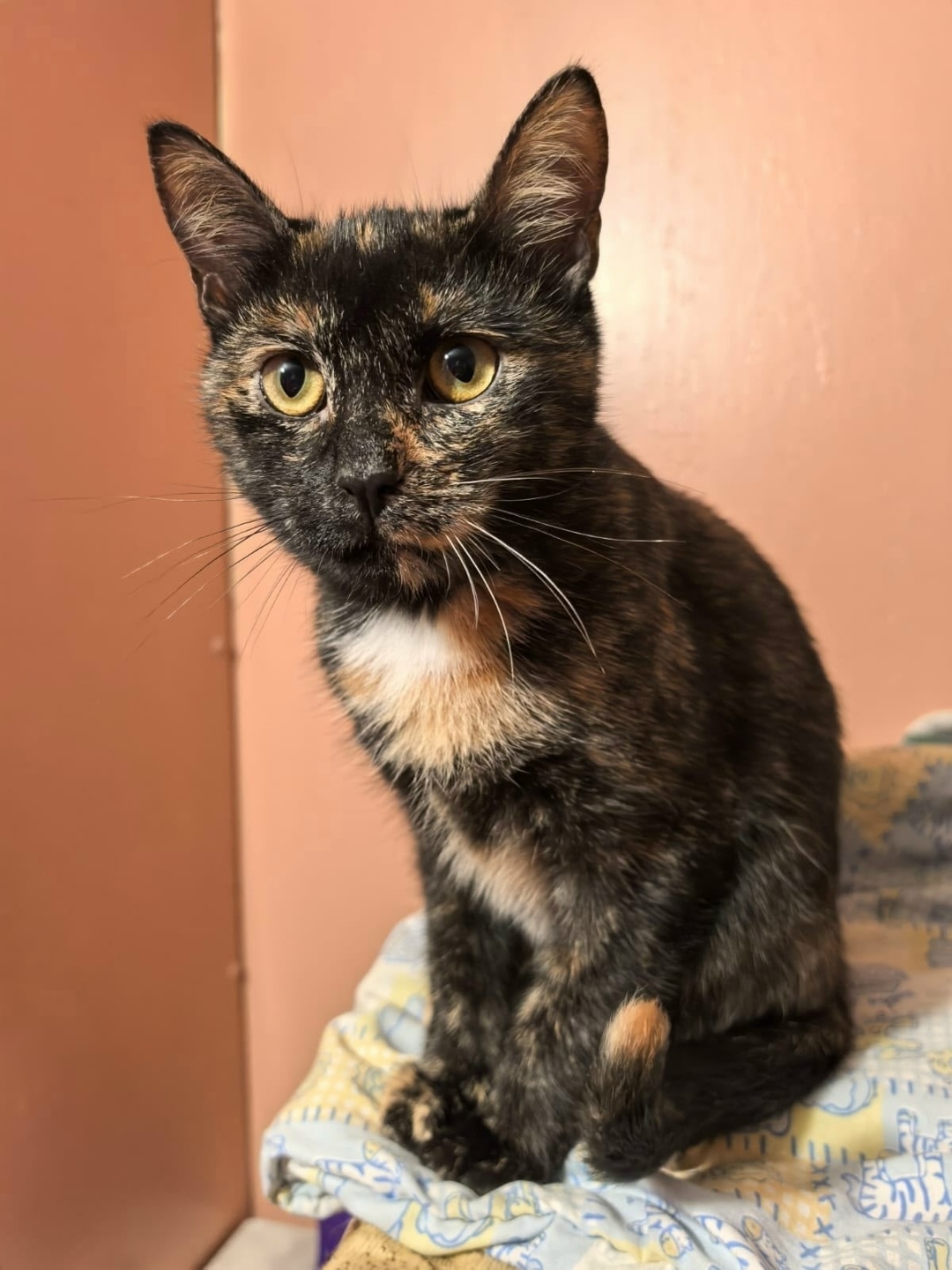 Найдена собака в Гатчине — фото объявления