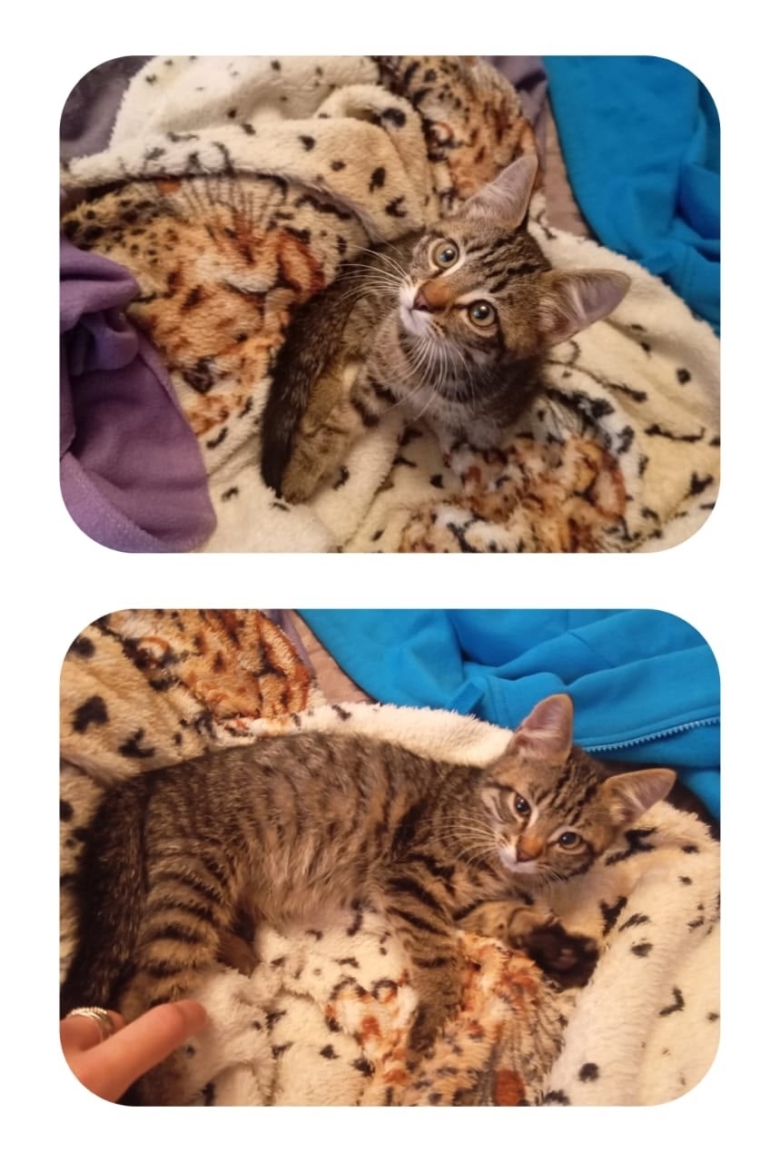 Найдена кошка в Гатчине — фото объявления