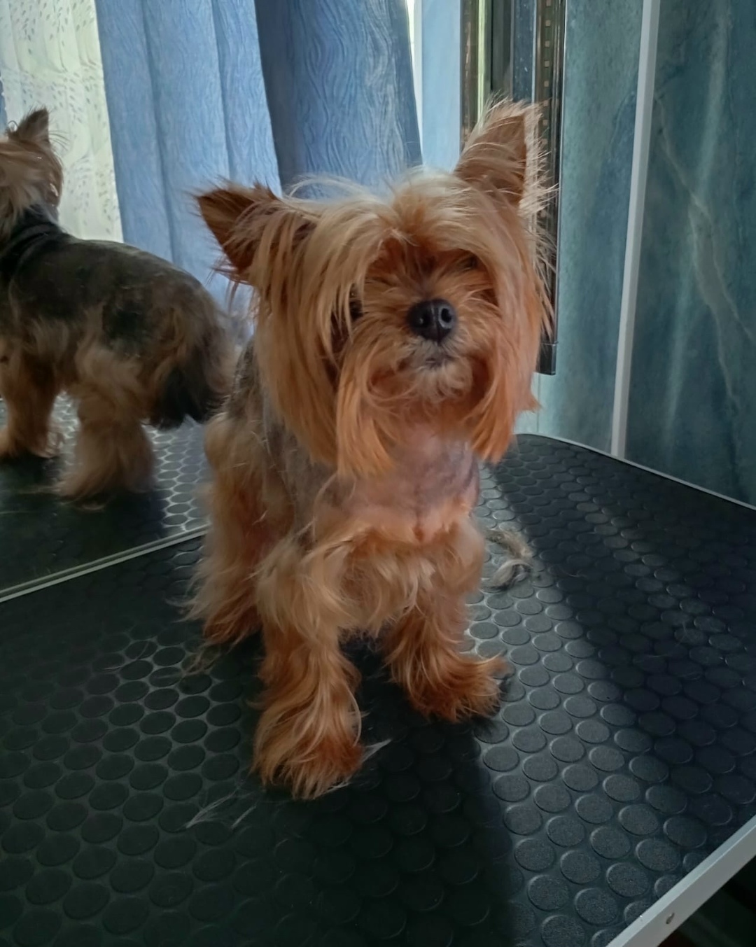 Найдена собака в Гатчине — фото объявления