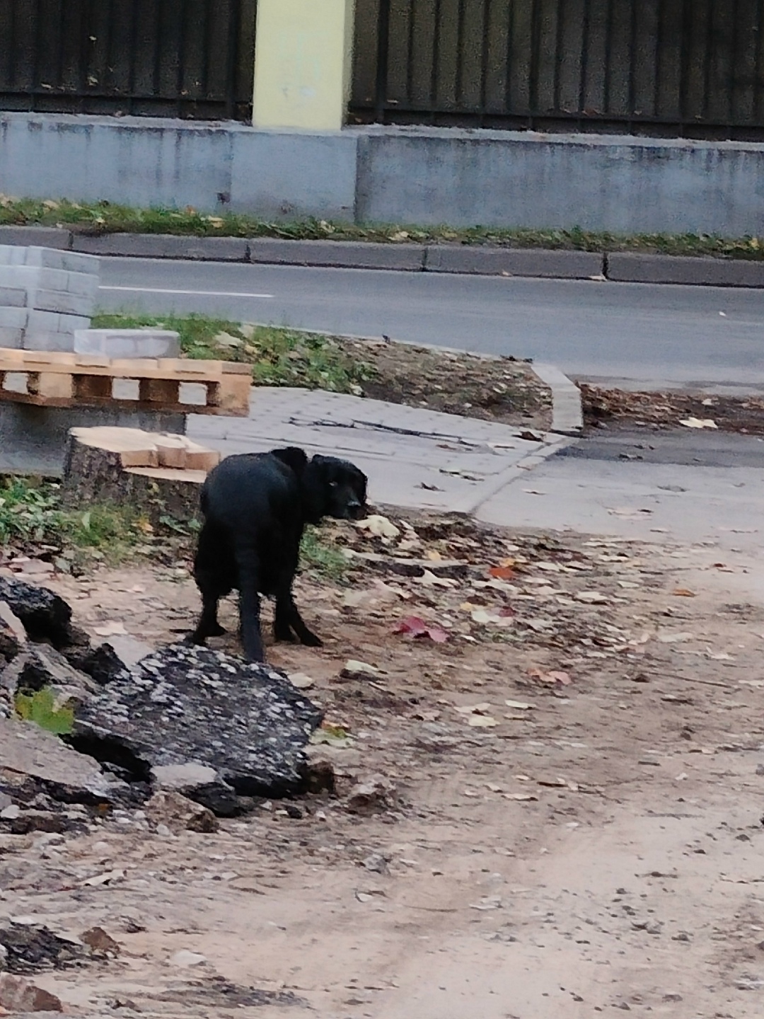 Найдена собака в Гатчине — фото объявления
