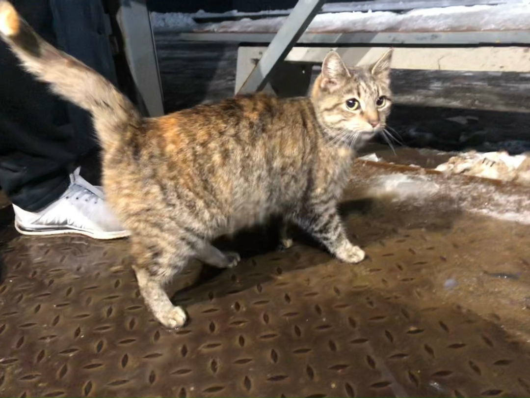 Найдена кошка в Гатчине — фото объявления