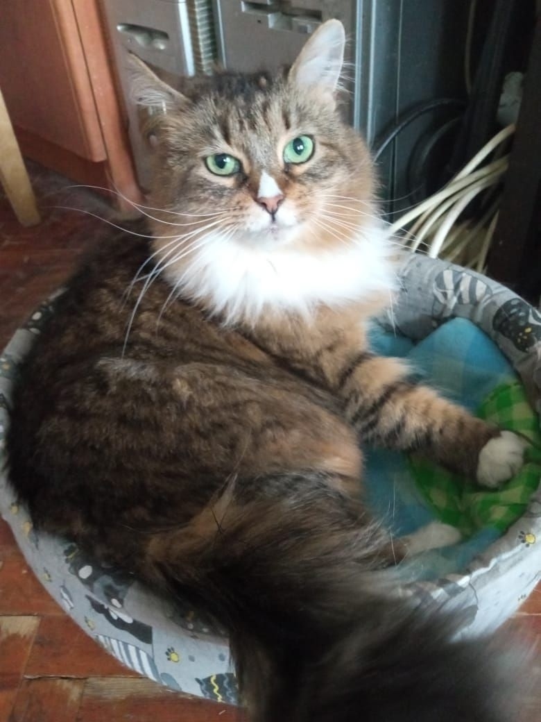 Найдена кошка в Гатчине — фото объявления