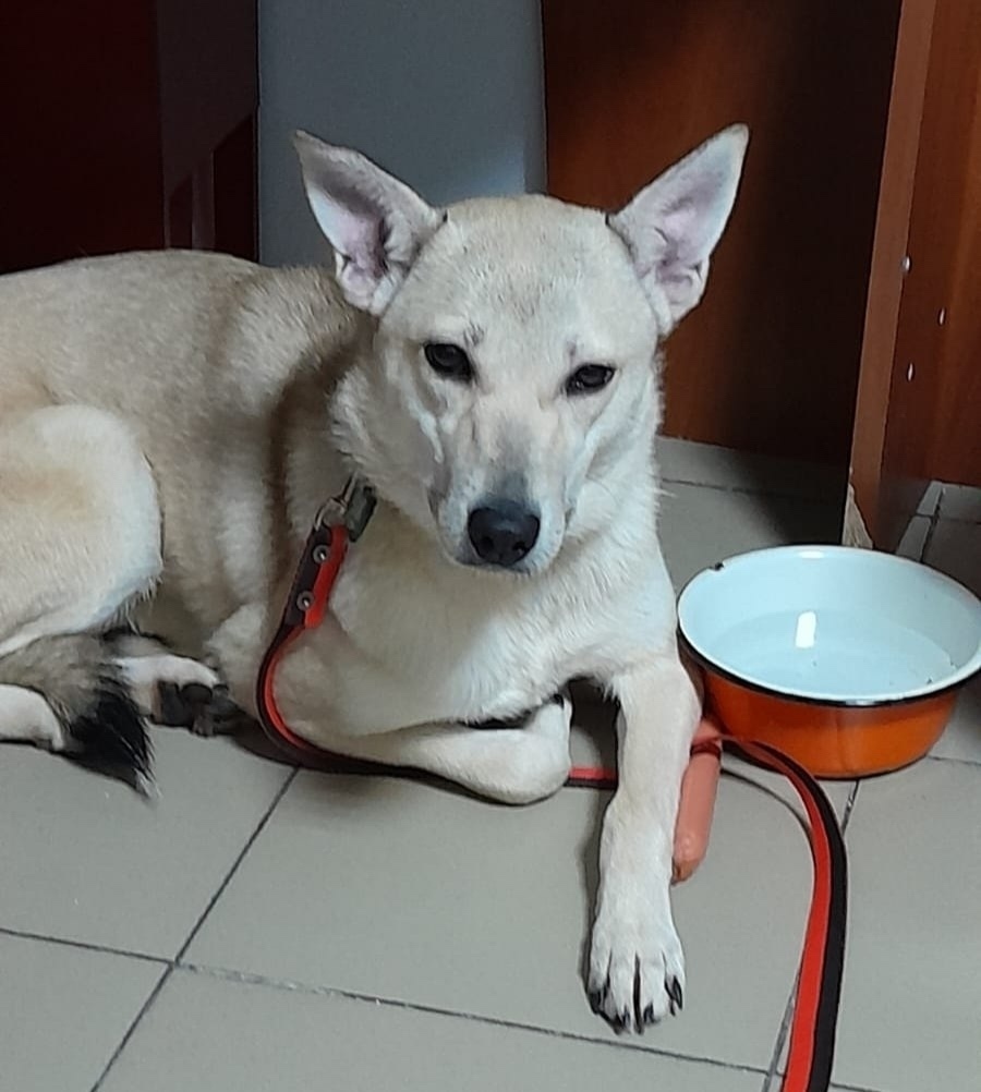 Пропала собака в Гатчине — фото объявления