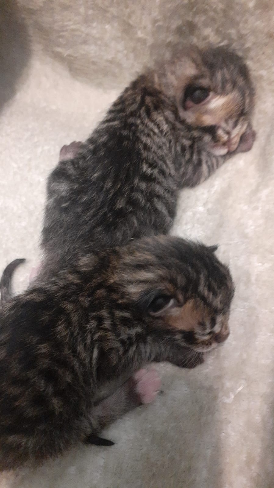 Пропала кошка в Гатчине — фото объявления